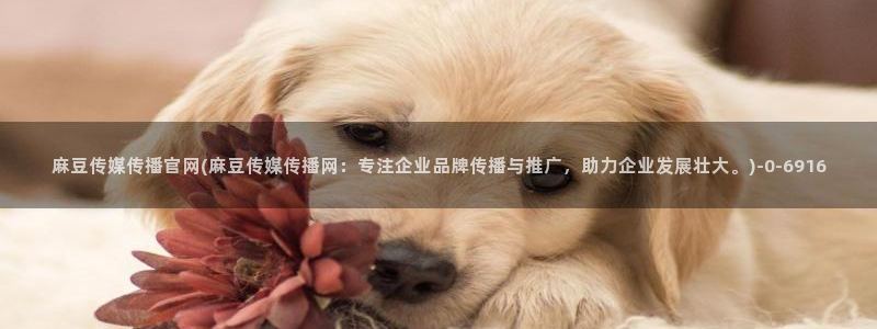 麻豆 完整版高清